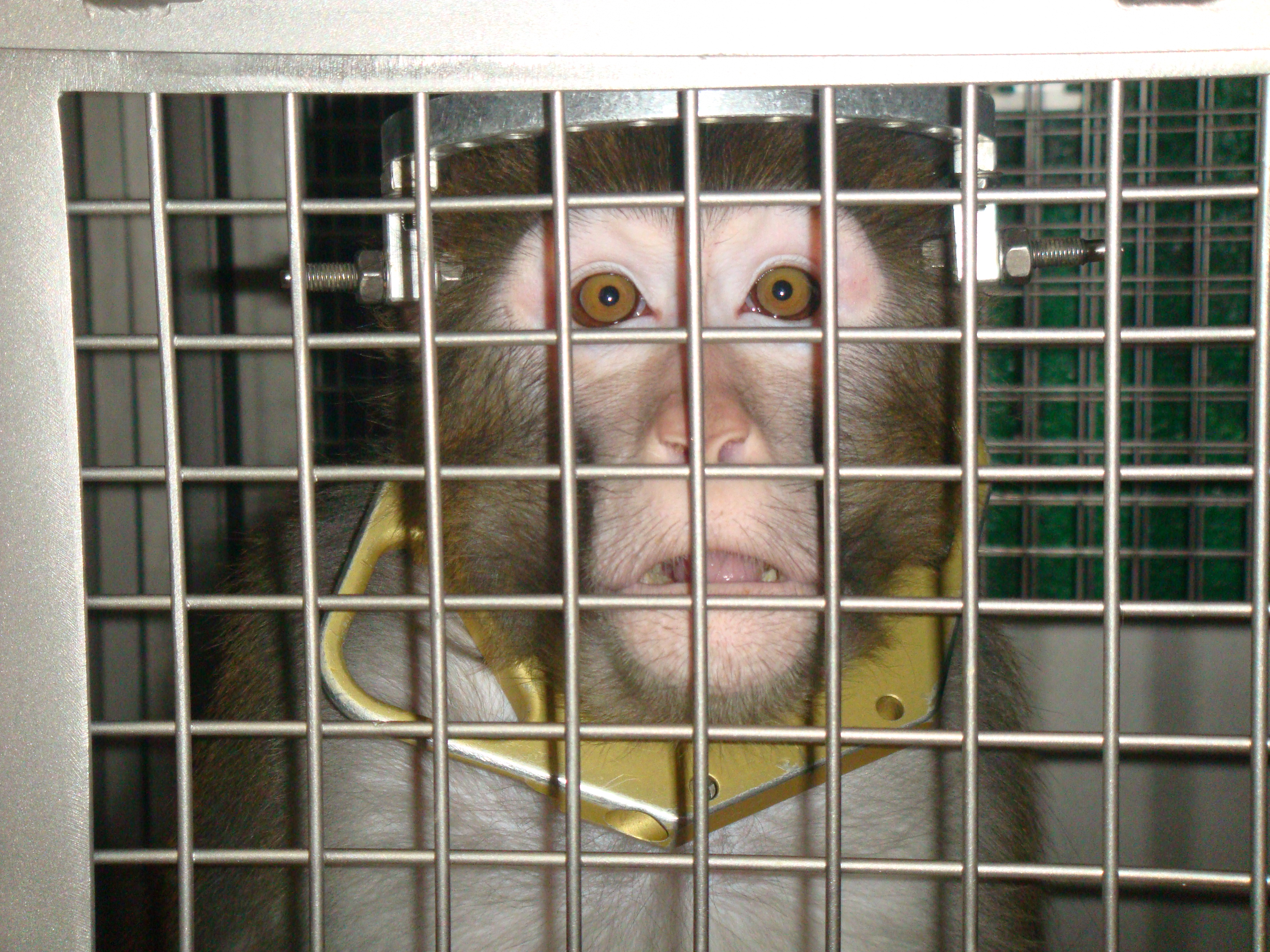 Feds Cite University of Utah Laboratory for Negligently Burning Monkey