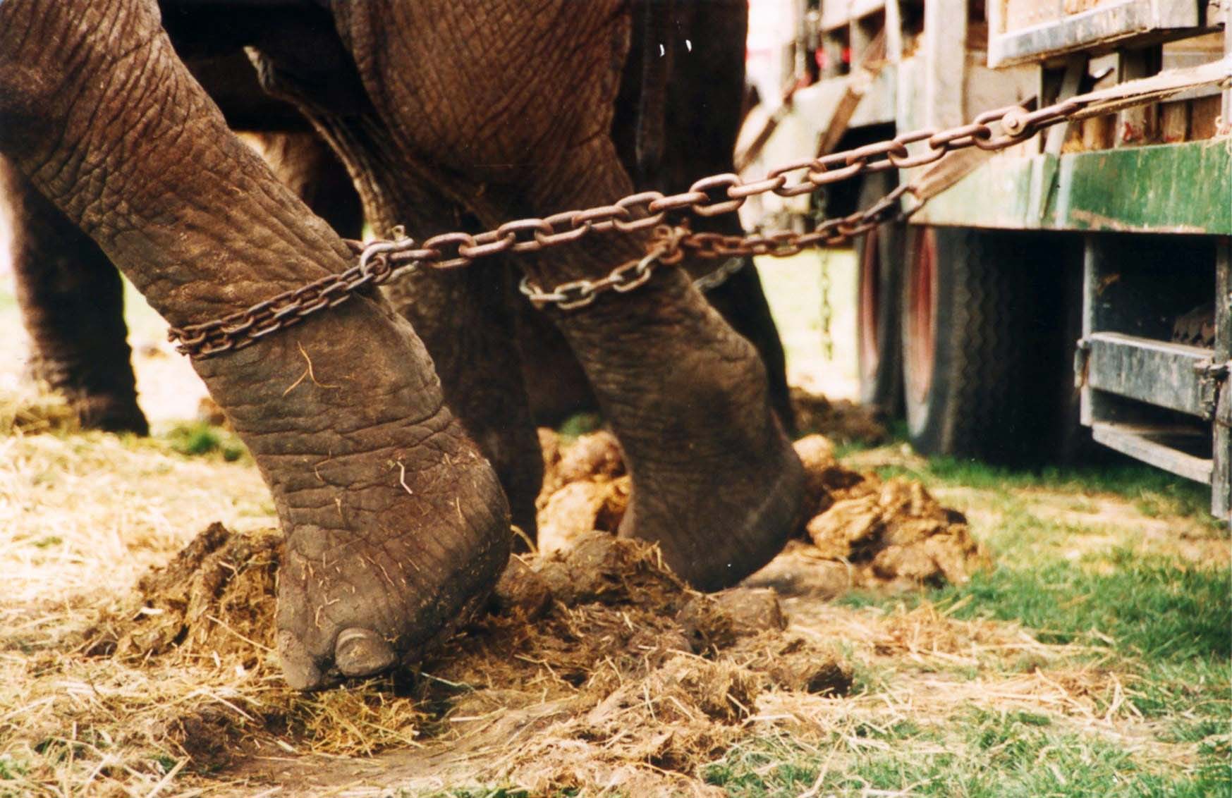 UARC: Promoting Vegan Living and Fighting Animal Cruelty in Utah