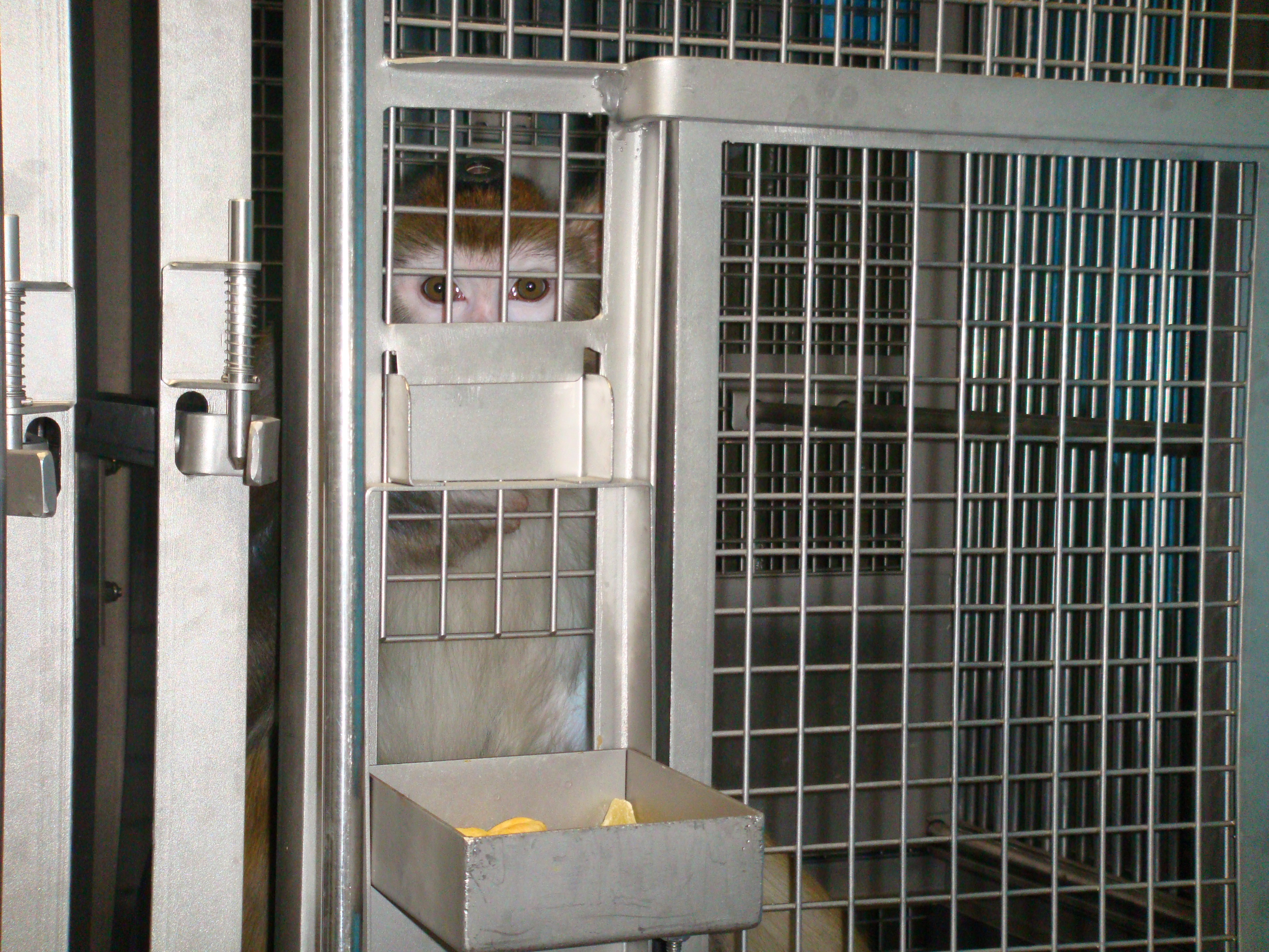 Taxpayers and Students Pay for Animal Experiments at the University of Utah. We Have a Right to Know.