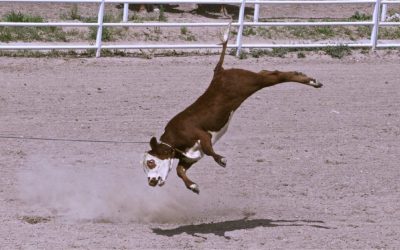 PRESS RELEASE: Anti-Cruelty Advocates Will Protest Cruelty to Animals at Days of ’47 Rodeo