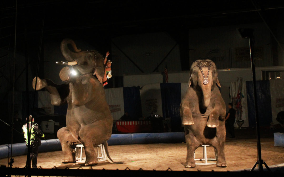 UARC Investigator Documents Animal Suffering at Jordan World Circus