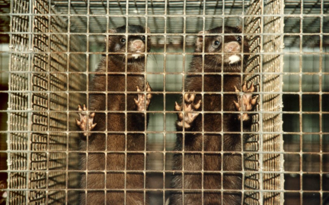 Open Letter to Dr. Angela Dunn Regarding COVID-19 on Utah Mink Farms