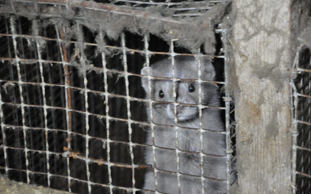 UARC to Governor Herbert: Shut Down Mink Farms Now!