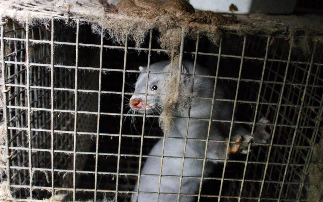 News Release: COVID-19 Infected Mink Stolen from Morgan Farm? State of Utah Battles to Keep Secret Information About Coronavirus on Mink Farms