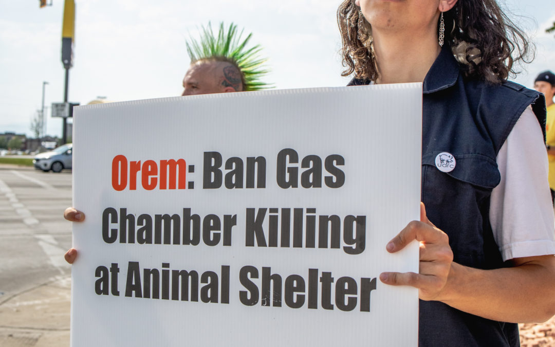 Victory! North Utah Valley Animal Shelter Will End Gas Chamber Killing